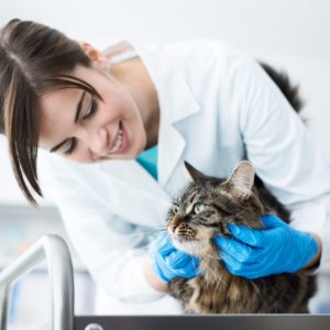 Certified Animal Care Office Specialist (CVOS) - All vet titles plus CHLP