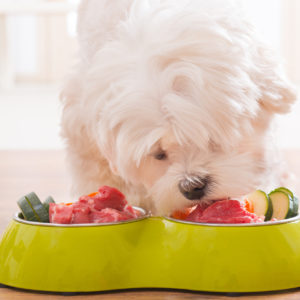 How to Feed Your Dog a Raw Diet