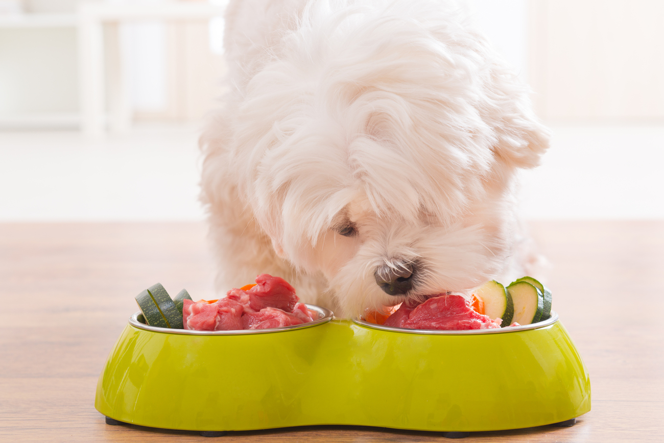 How to Feed Your Dog a Raw Diet