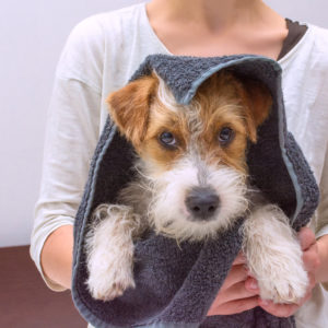 Dog Training: Natural Remedies for Your Dogs