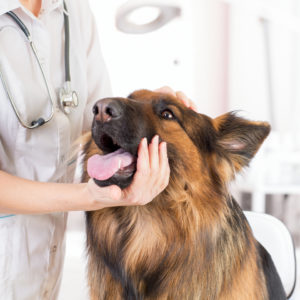 Dog Care and Pet Nutrition Course