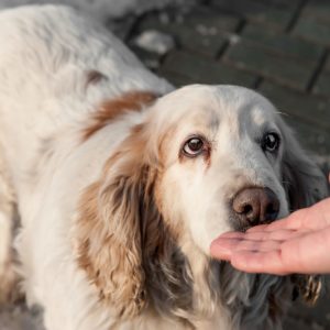 Leash Training for Your Dogs
