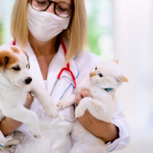 7 in 1 Animal Care and Dog Training Courses Online: Ultimate Pet Care Bundle