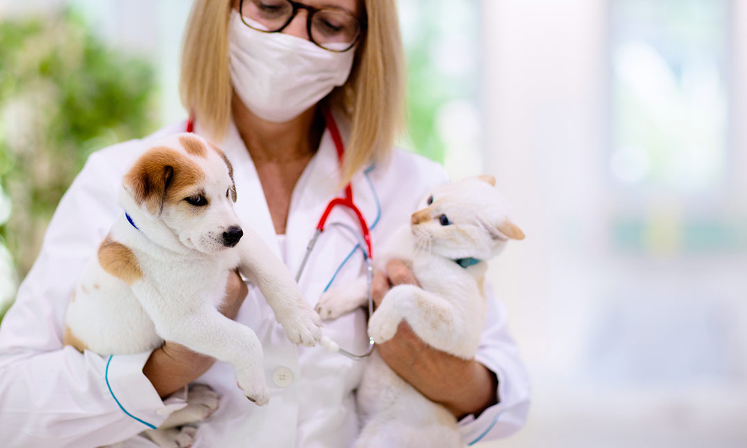 7 in 1 Animal Care and Dog Training Courses Online: Ultimate Pet Care Bundle