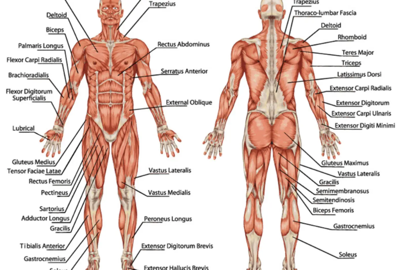 Easy Steps to Figure Drawing - Anatomy of Male & Female Body