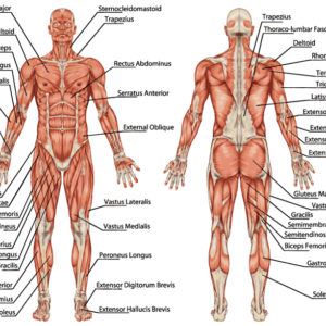 Easy Steps to Figure Drawing - Anatomy of Male & Female Body