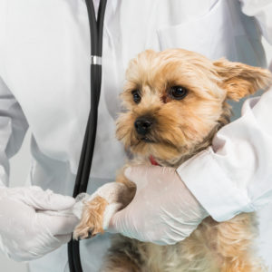 Animal Reiki and Healing