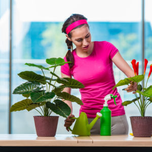 Reproduction in Flowering Plants