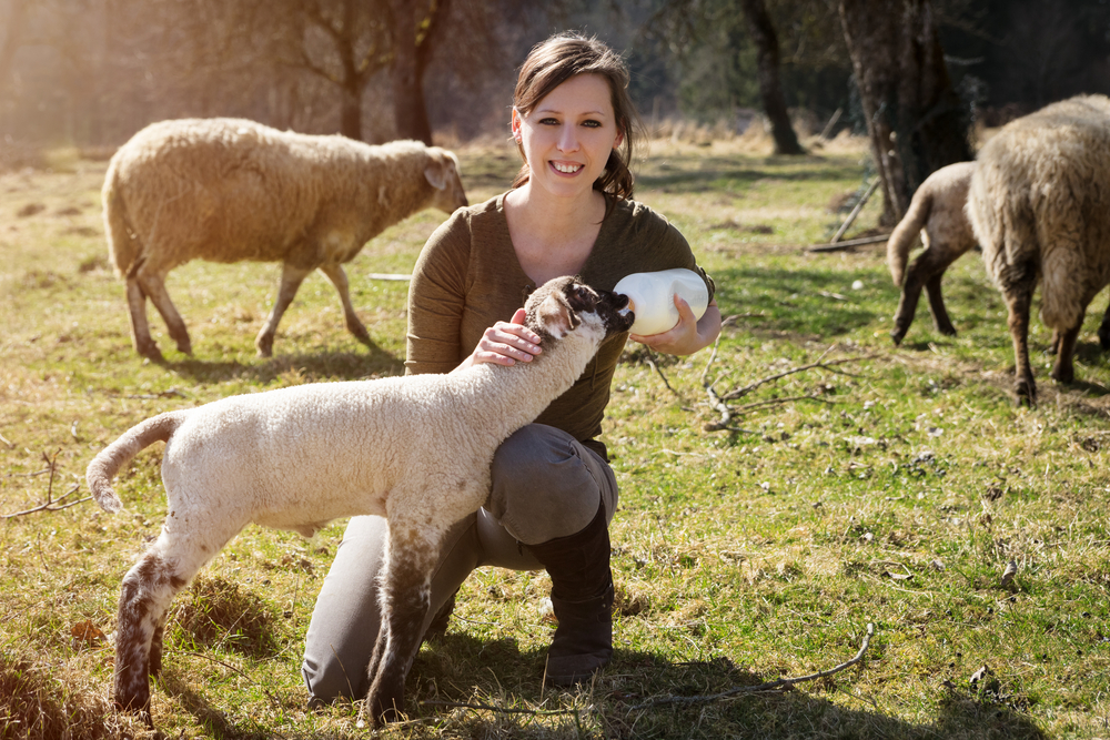 Crystal Healing for Animals Certification