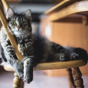 Feline Behaviour and Psychology