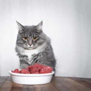 Animal Diet & Nutrition