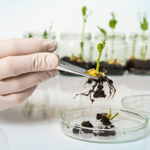 Basics of Plant Genetics: Ecology and Palaeobotany