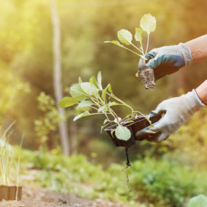 Create Your Own Organic Food Garden