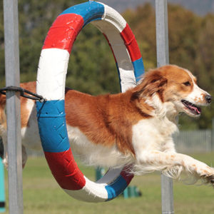 Dog Agility Course: Tunnels, Jumps and Agility and Health