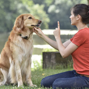 Dog Agility Training and Health Course for Beginners