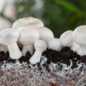 Farming – Growing Mushroom