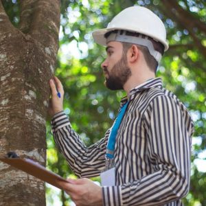 Forestry