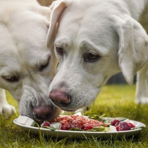Diet and Nutrition for Animals