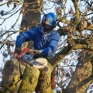 Arboriculture
