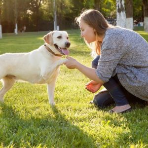 Canine Communication