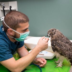 Ornithology