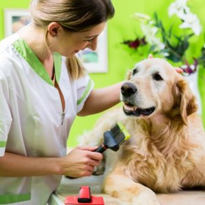 Dog Care and Grooming Course