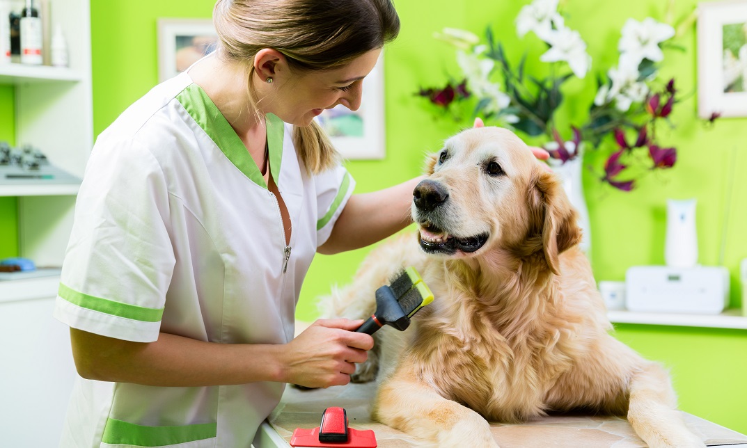 Dog Care and Grooming Course