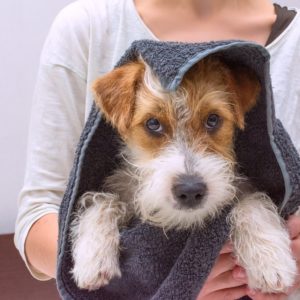 Dog Cleaning