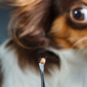 Dog Parasite Care