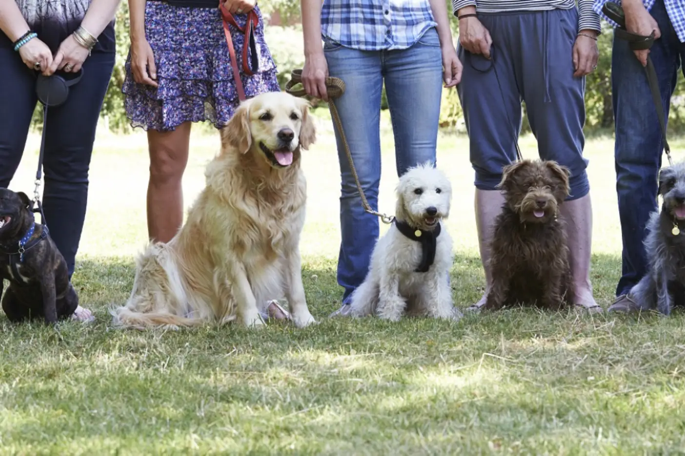 Introduction to Dog Breeds and Basic Anatomy