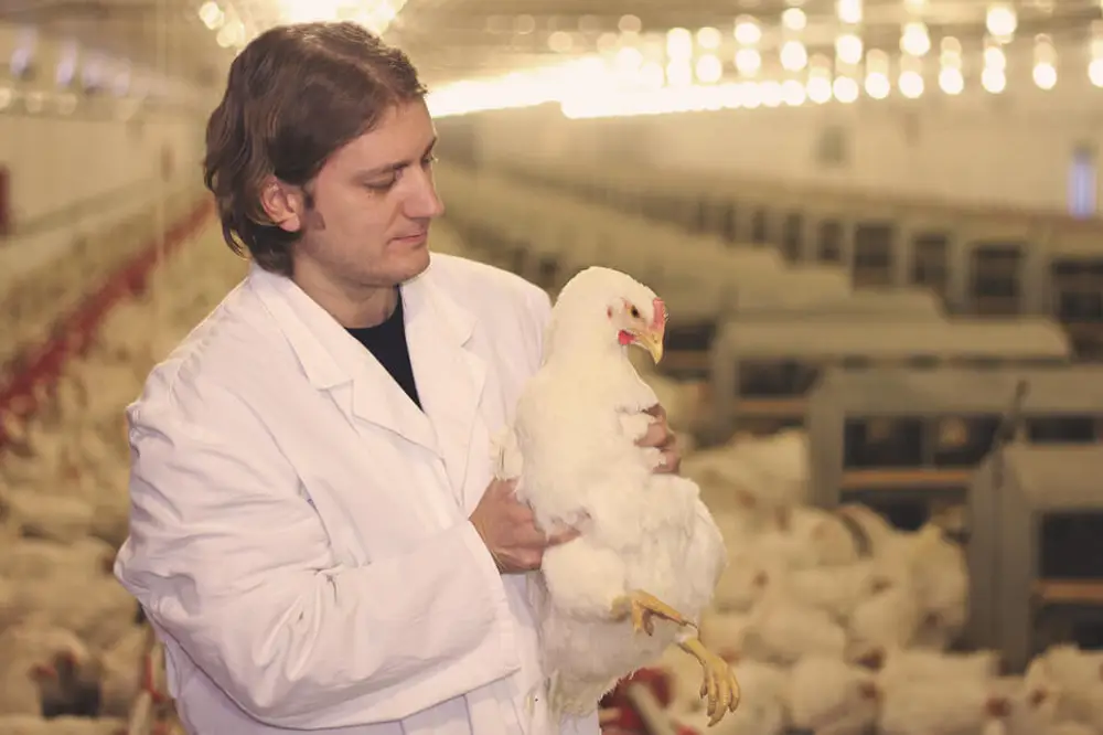 Diploma in Poultry Farming