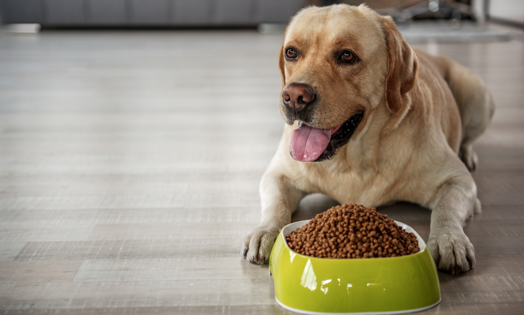 Dog Nutrition