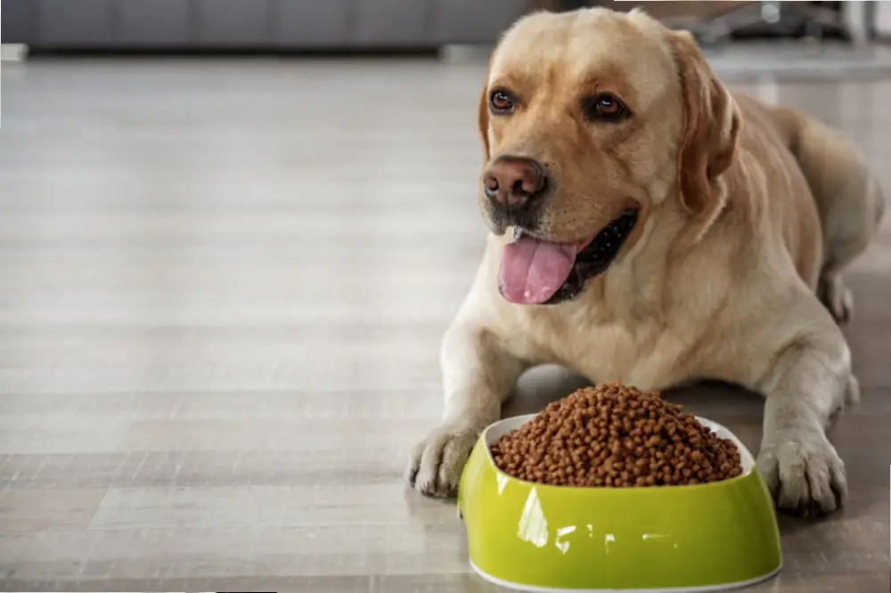 Dog Nutrition