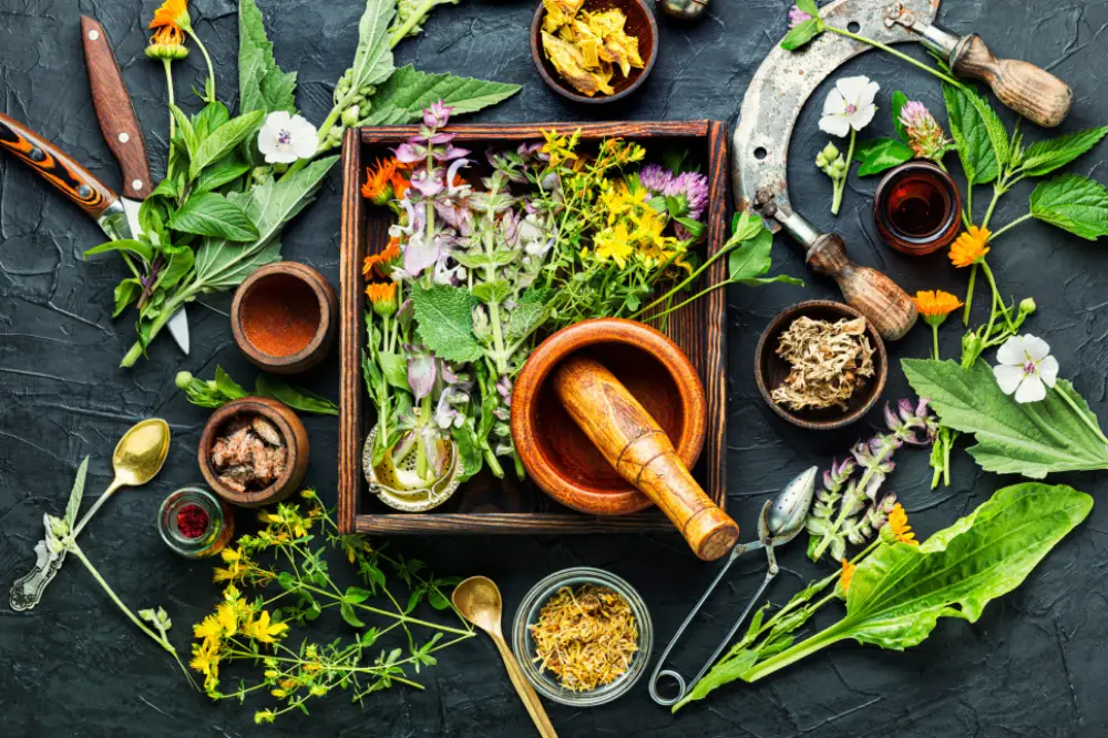 Herbalism :Herbs and Foods for Long-term Health