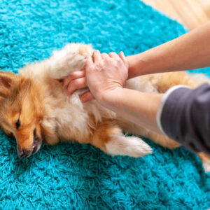 Pet First Aid, CPR and Pet Business Diploma
