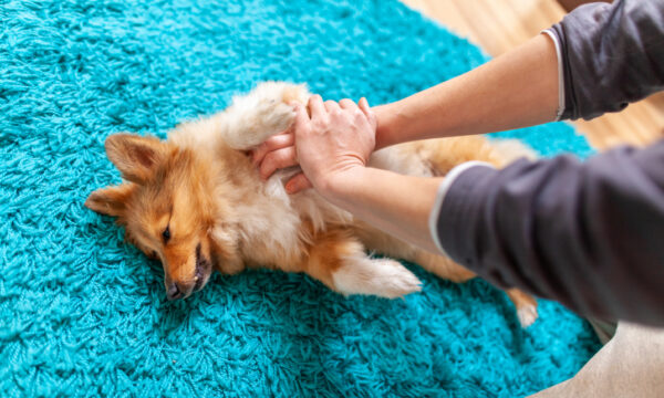 Pet First Aid, CPR and Pet Business Diploma