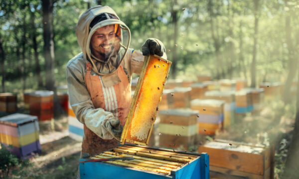 Diploma in Bee Farming